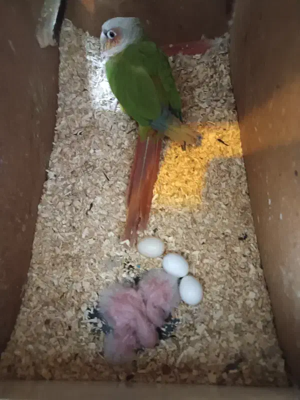 گرینچیک مولد|پرنده|گلبهار, شهر جدید گلبهار|دیوار