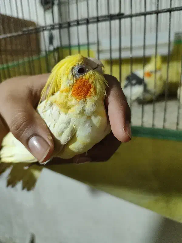 پرنده|پرنده|بندرعباس, |دیوار