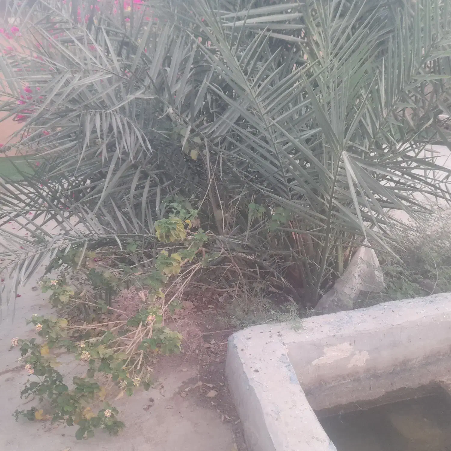 پاجوش برحی بچه نخل برحی|گل و گیاه طبیعی|امیدیه, |دیوار