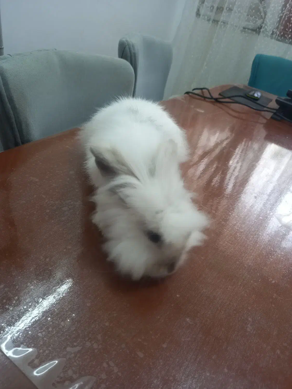 خرگوش لوپ ماده|موش و خرگوش|ساری, |دیوار