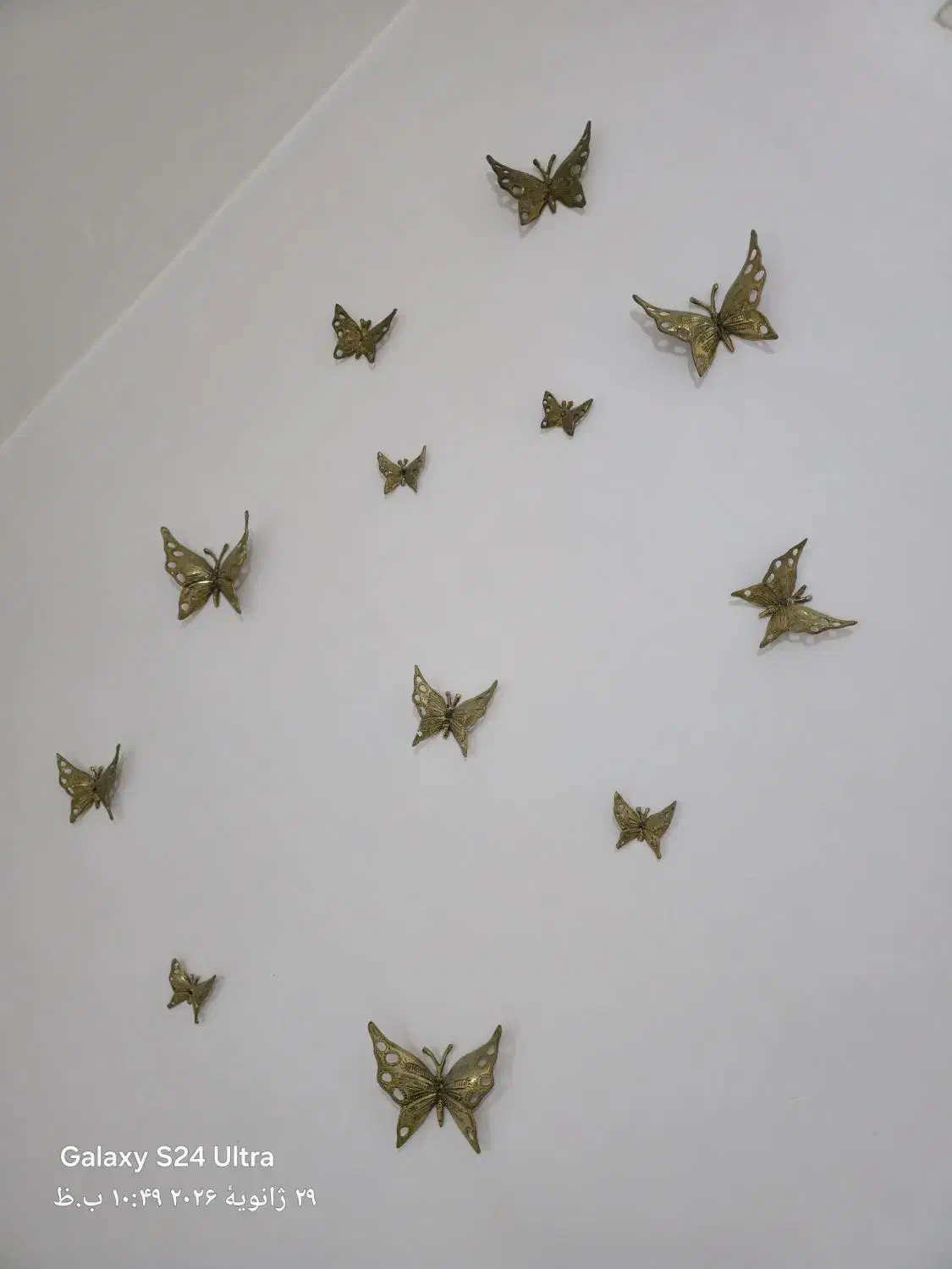 پروانه برنز|تابلو، نقاشی، عکس|شهریار, شهریار|دیوار