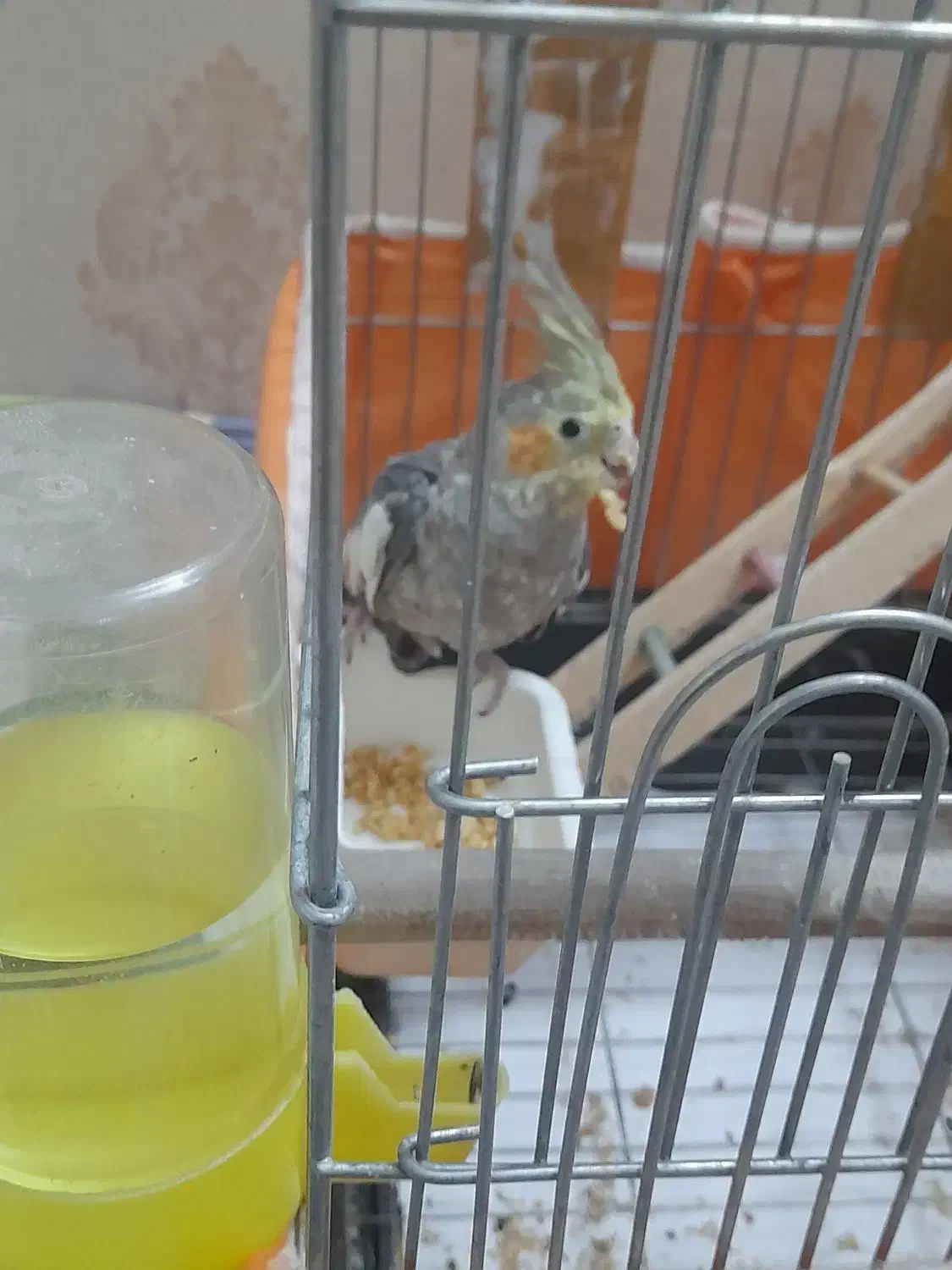 عروس هلندی نر|پرنده|تهران, شکوفه (عبدل آباد)|دیوار