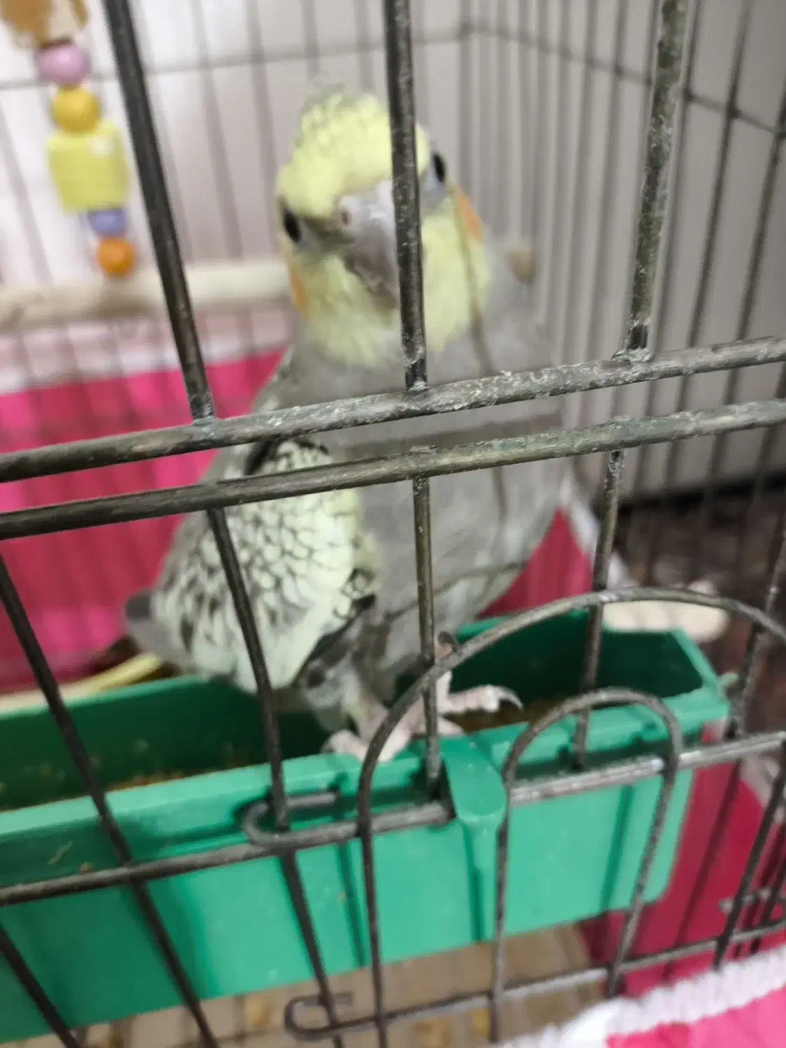 جوجه عروس هلندی ۲ ماهه|پرنده|اصفهان, سروستان|دیوار