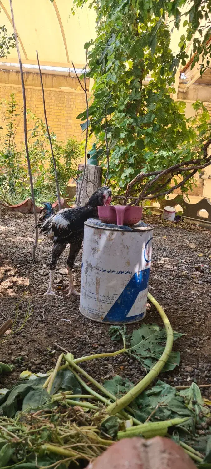 لاری|حیوانات مزرعه|خمینیشهر, |دیوار