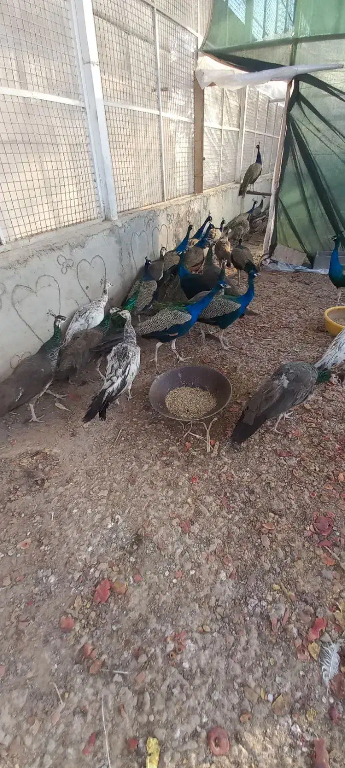 طاووس نر|پرنده|برخوار, |دیوار