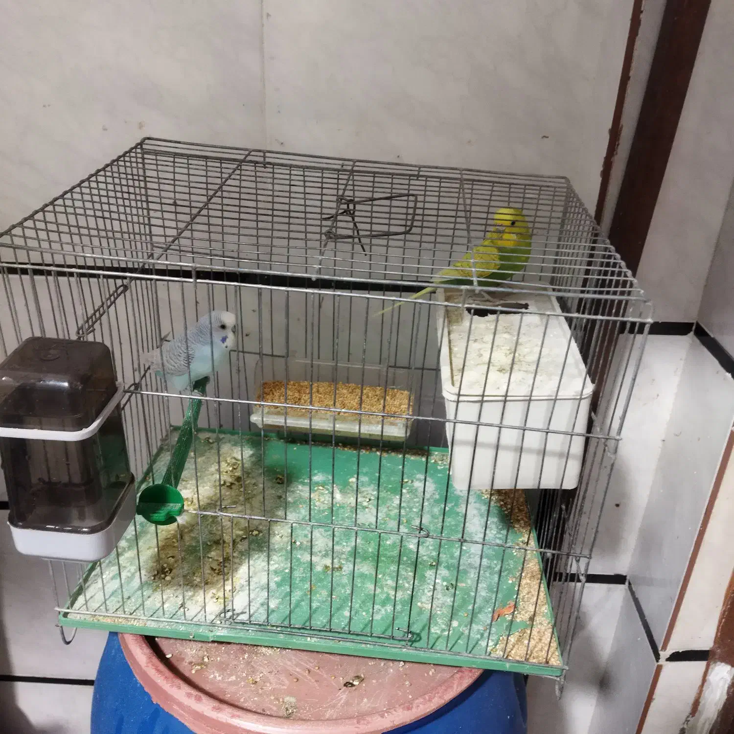 یک جفت مرغ عشق و نر و ماده|پرنده|مسجد سلیمان, |دیوار