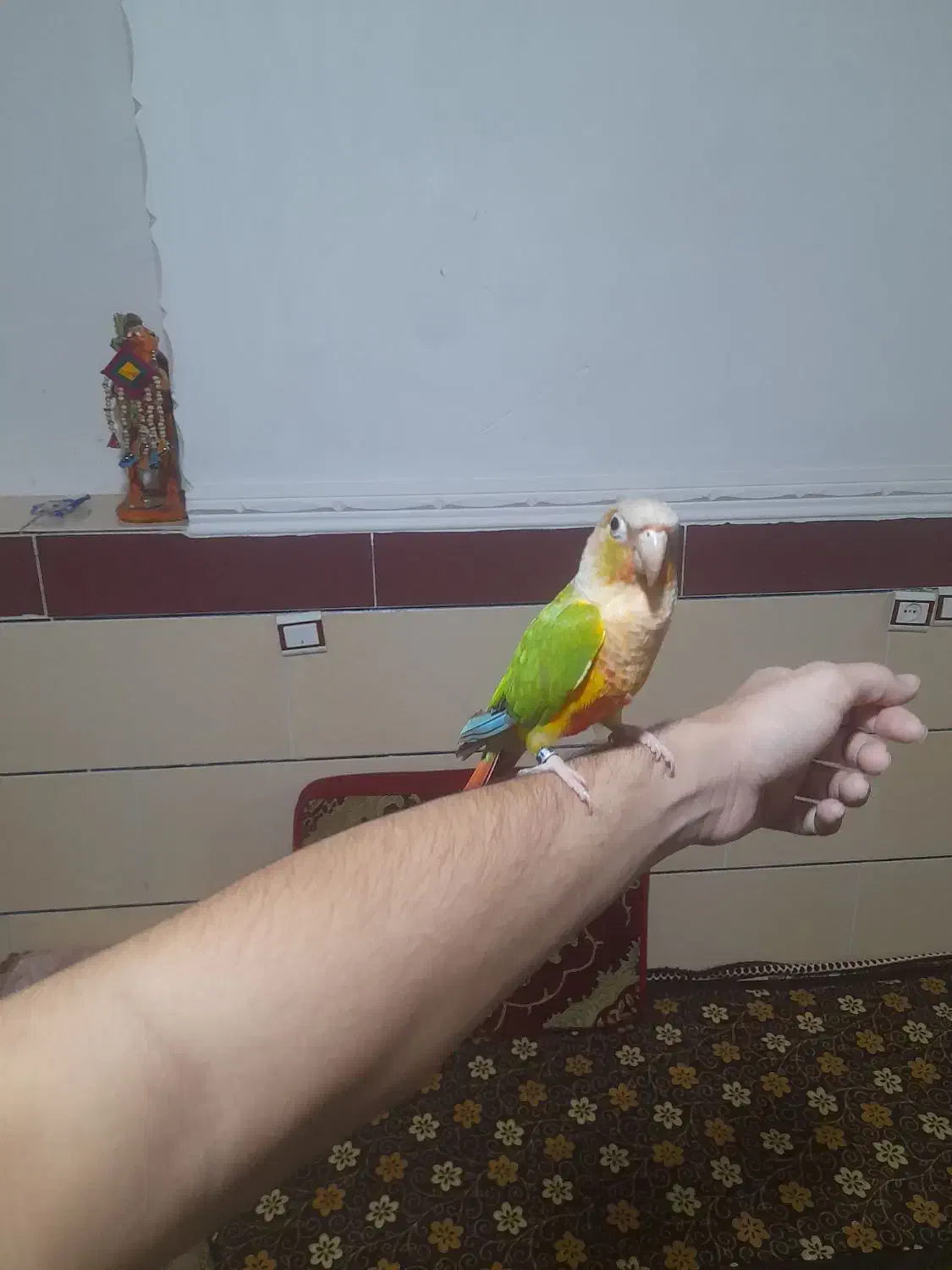 طوطی گرینچیک|پرنده|جیرفت, |دیوار