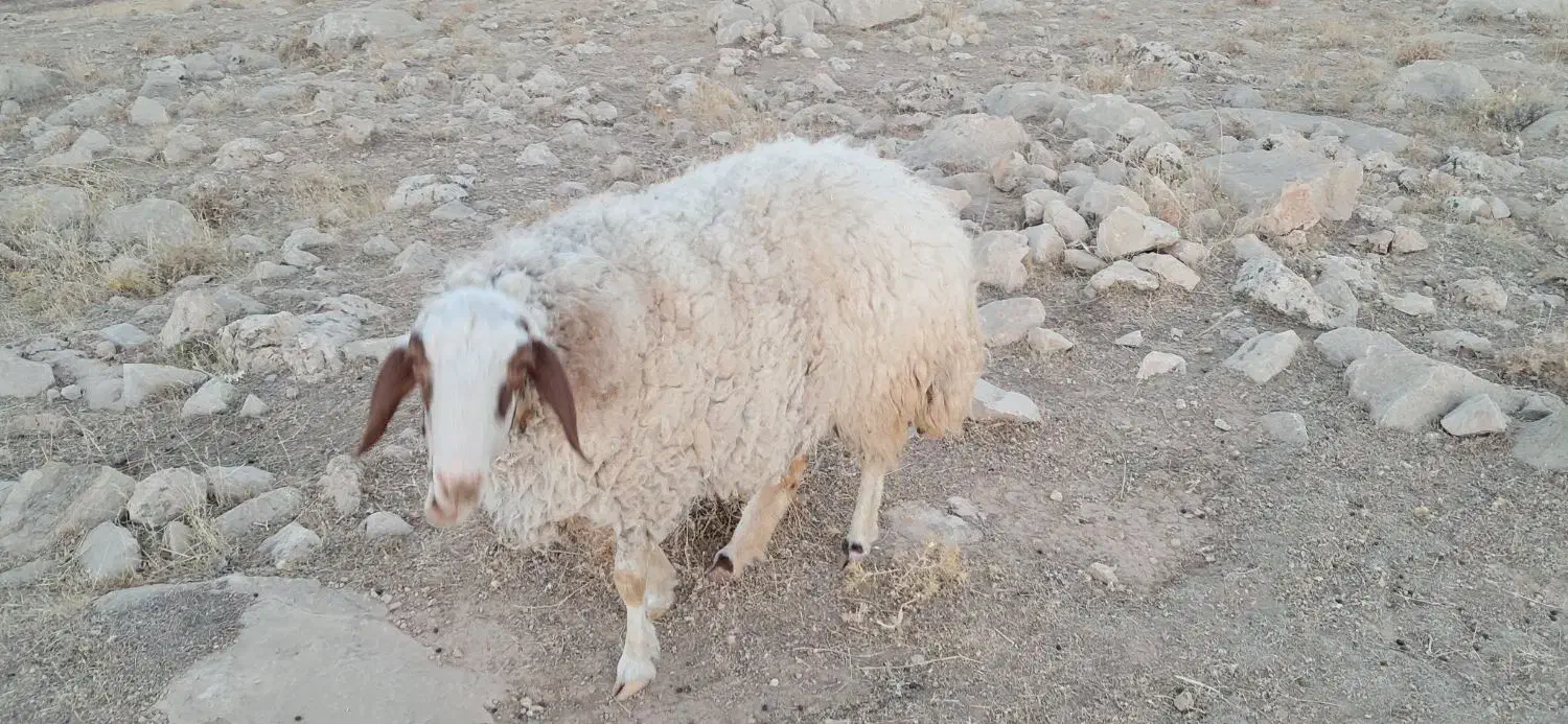 بره ومیش فروش|حیوانات مزرعه|سرپل ذهاب, |دیوار