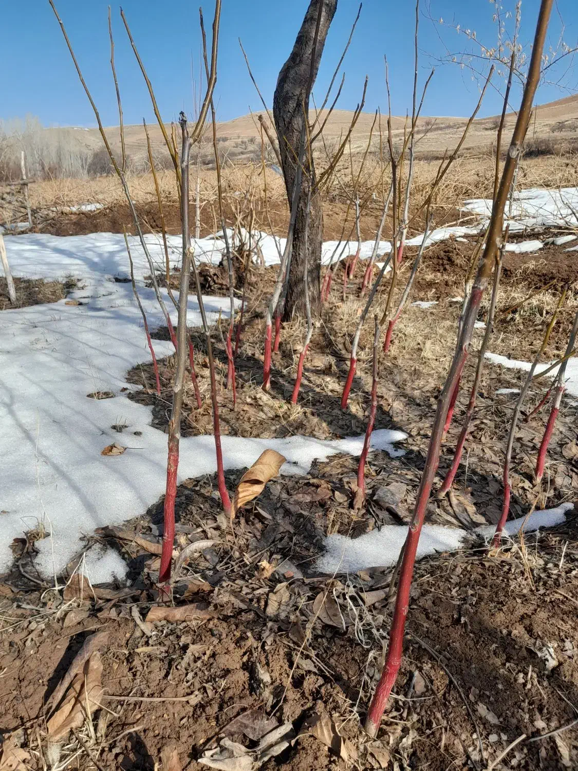 نهال گردو|خدمات باغبانی و درختکاری|قیدار, |دیوار