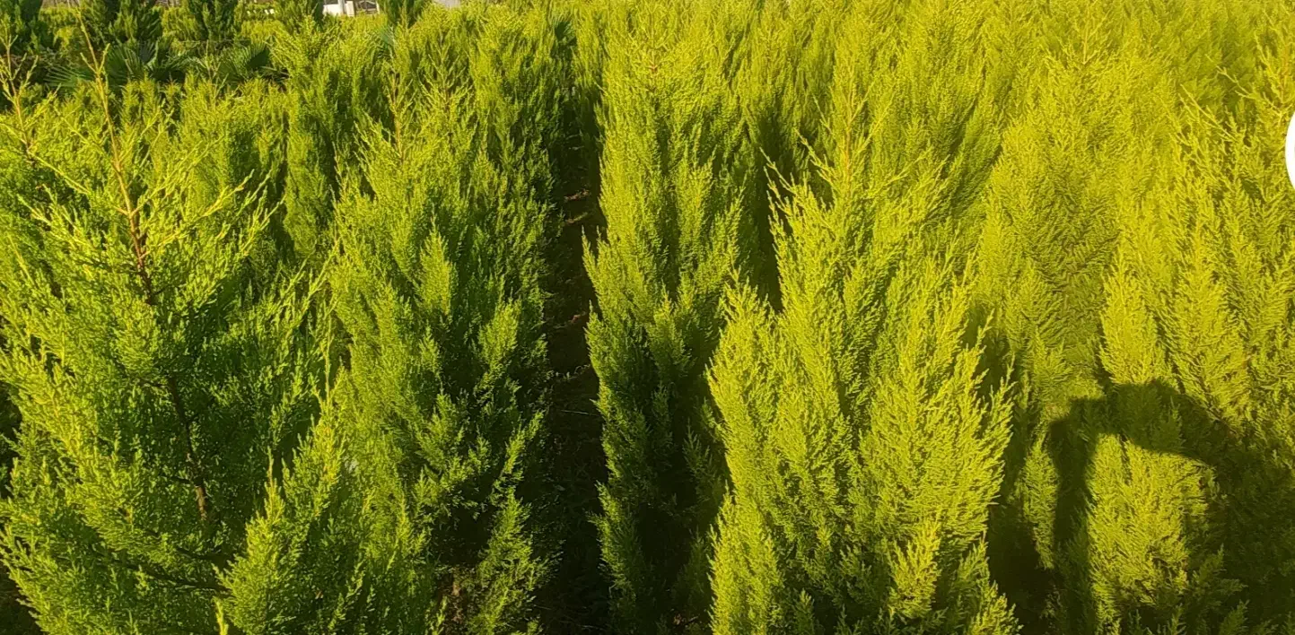 لاوسون یاس هلندی تاکسوز کاج طلایی گل و گیاه.|گل و گیاه طبیعی|چابکسر, |دیوار