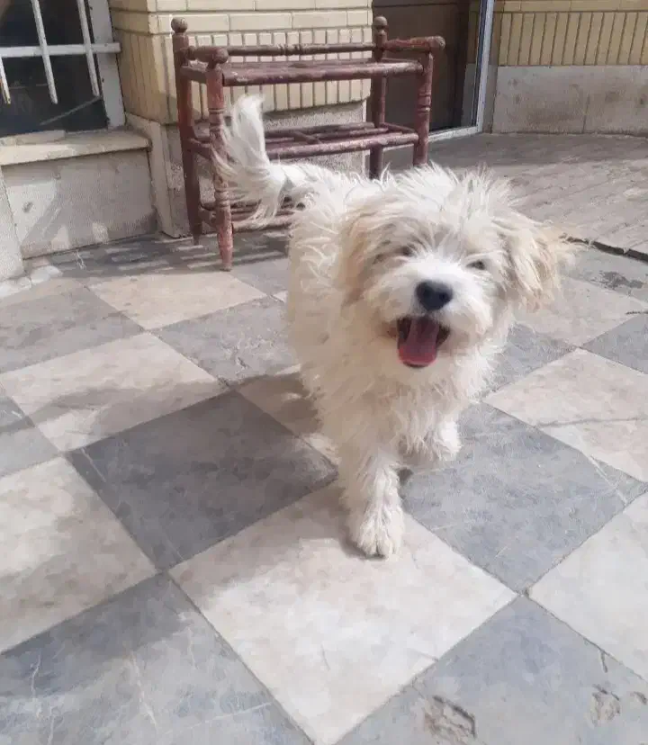 سگگ|سگ|شیراز, شهرک بهار|دیوار