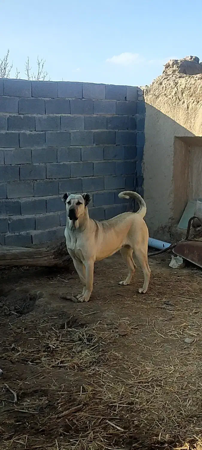 واگذاری سگ ماده پژدر ۲ساله|سگ|مشهد, امیریه|دیوار