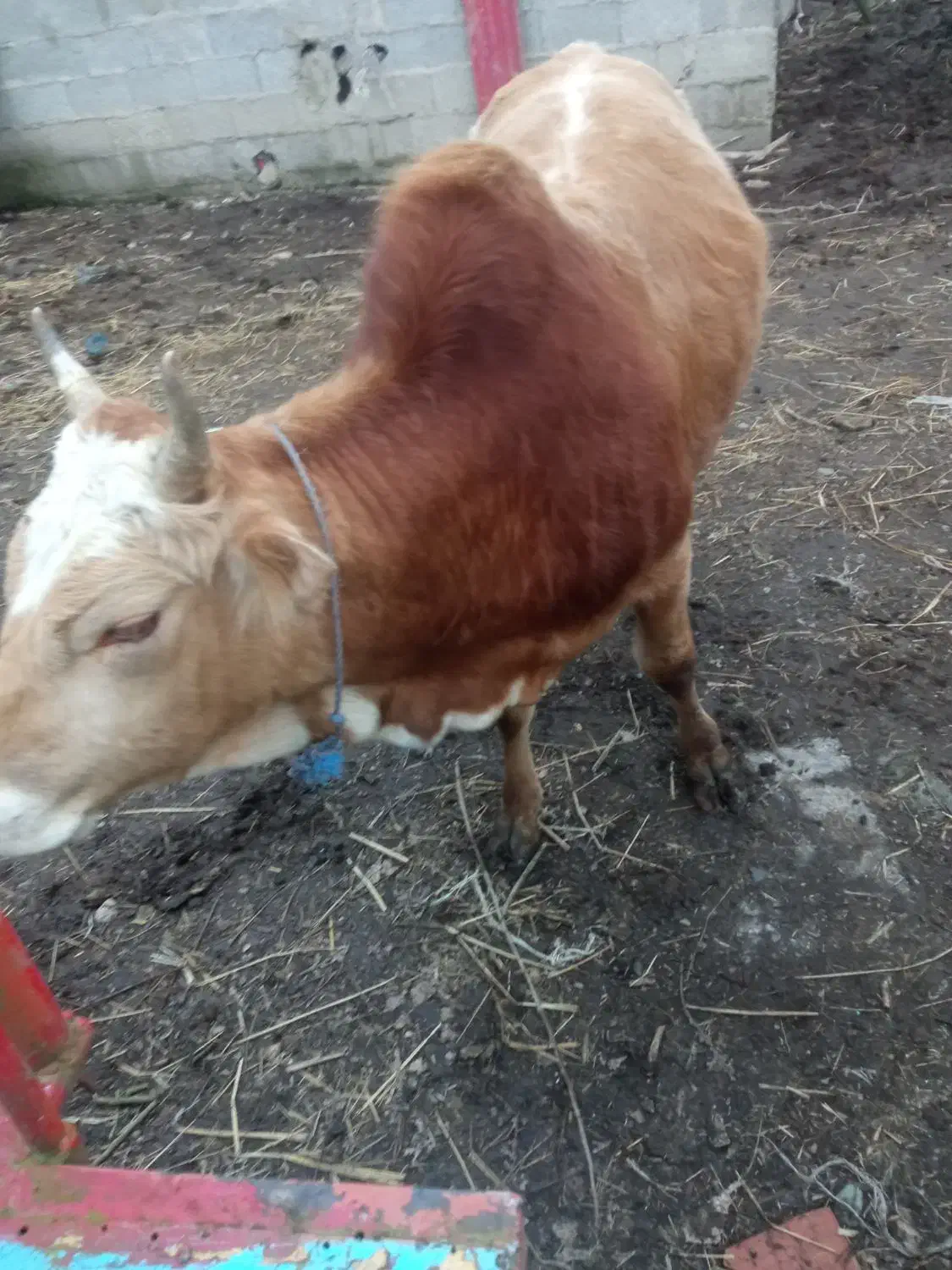 گاوورزا|حیوانات مزرعه|شفت, |دیوار