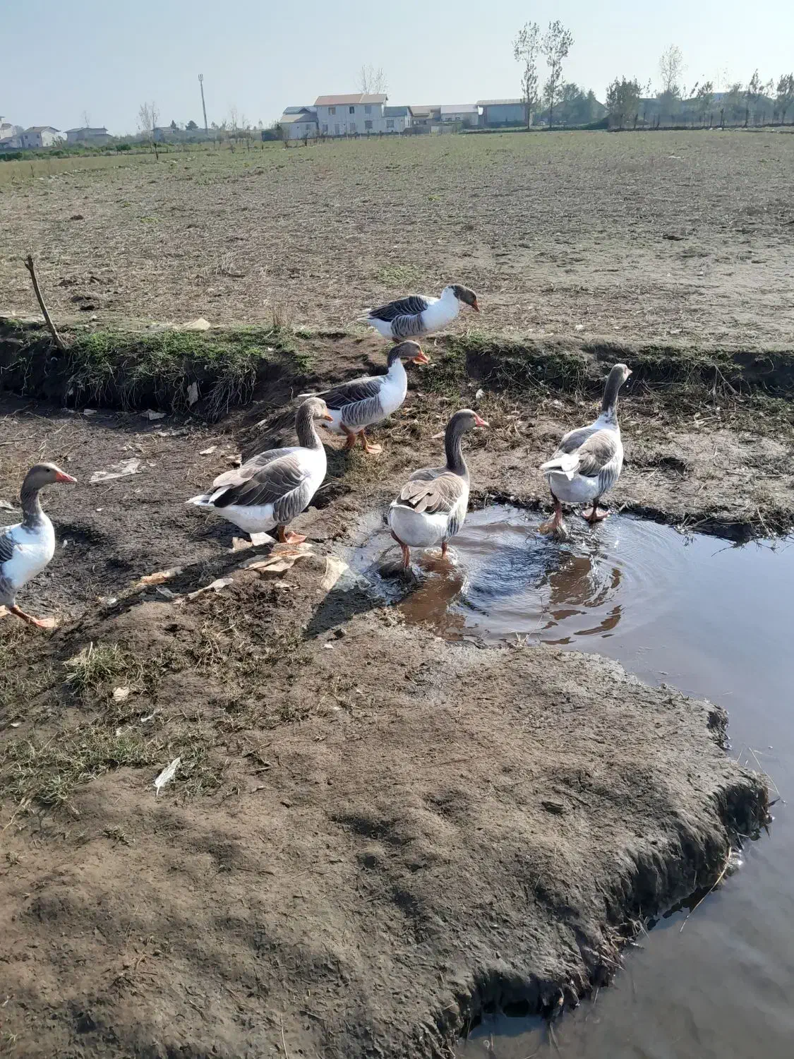 سلام ۶عددغازجوان سالم پرگوشت|پرنده|چاف و چمخاله, |دیوار