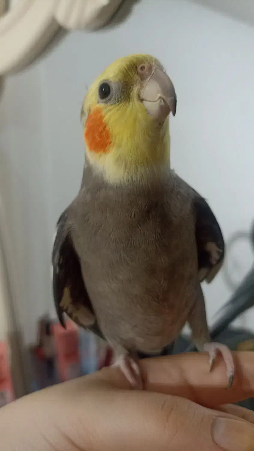 عروس هلندی|پرنده|آستارا, |دیوار