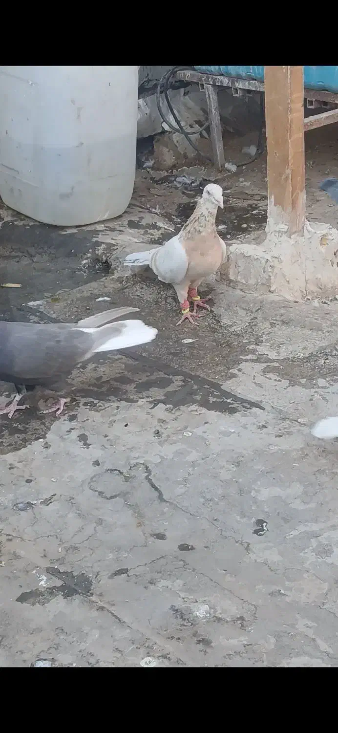 زرد هفرنگ ماده|پرنده|تاکستان, |دیوار