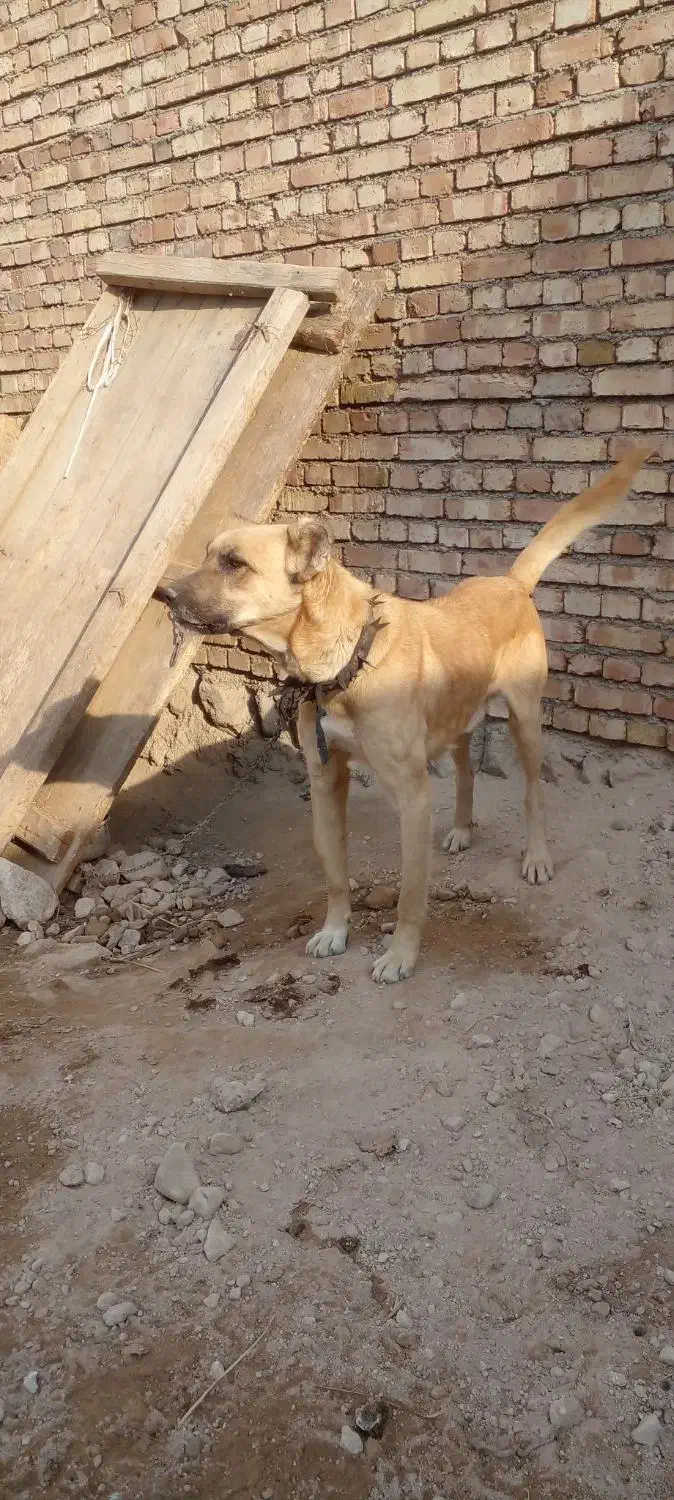 سگ نگهبان سفت سرابی|سگ|مرند, |دیوار