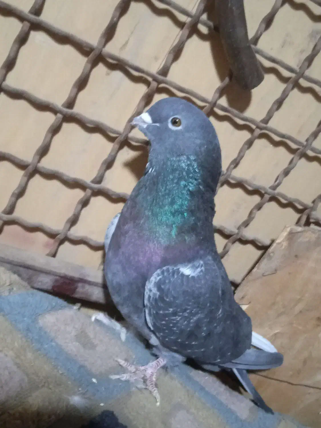 کفتر|پرنده|شاهرود, |دیوار