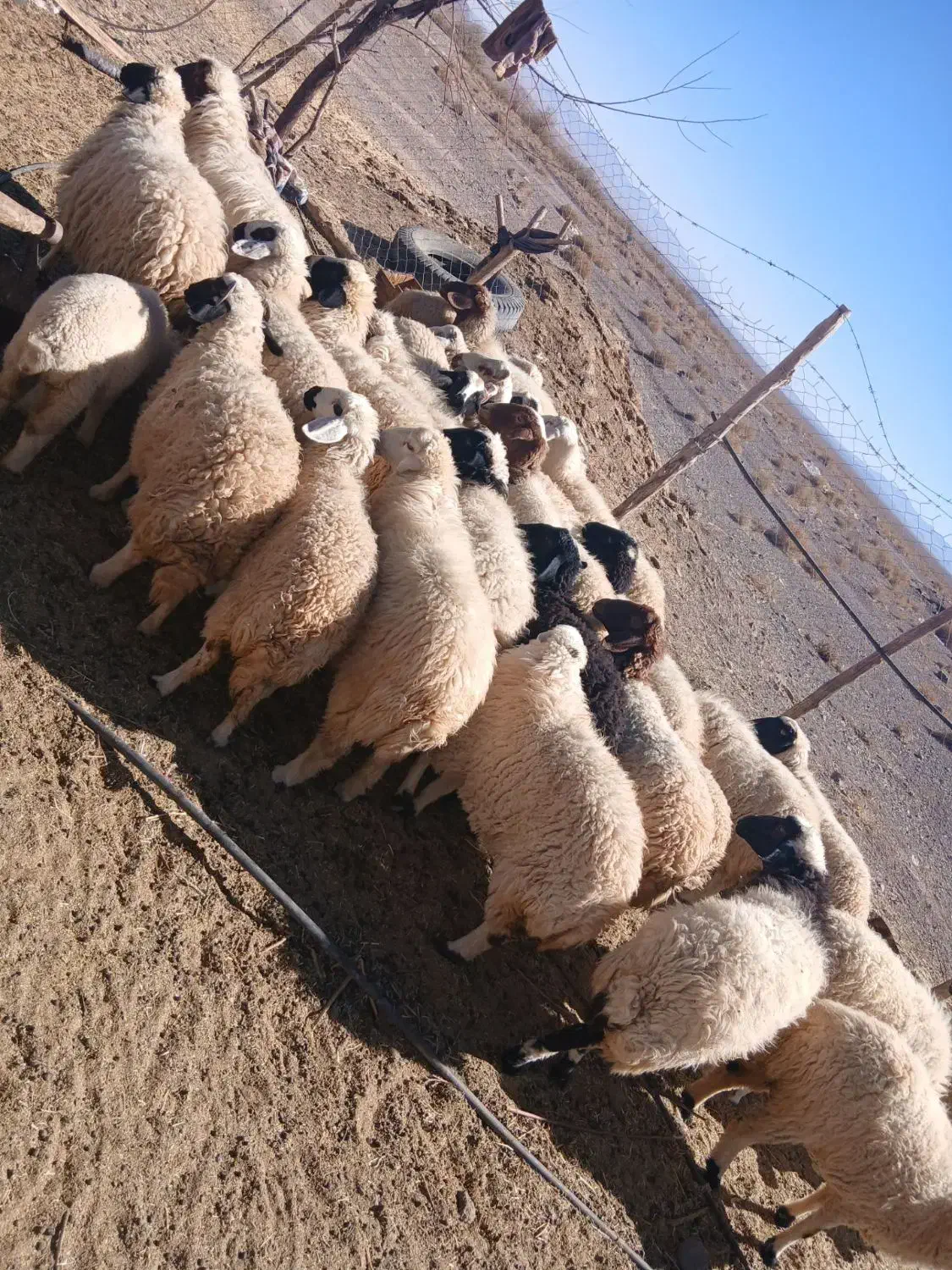 فروش ۲۰ راس میش بره|حیوانات مزرعه|راین, |دیوار