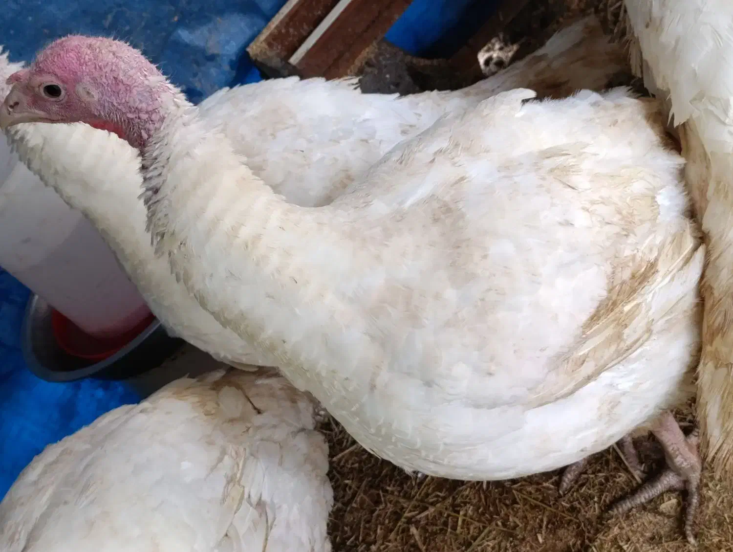 فروش 4عدد بوقلمون ماده گوشتی وزن 8الی10 کیلو|حیوانات مزرعه|حویق, |دیوار