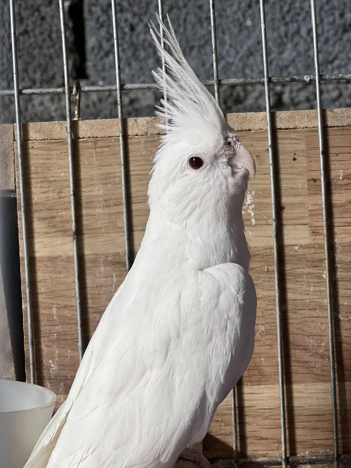 عروس هلندی|پرنده|سرپل ذهاب, |دیوار