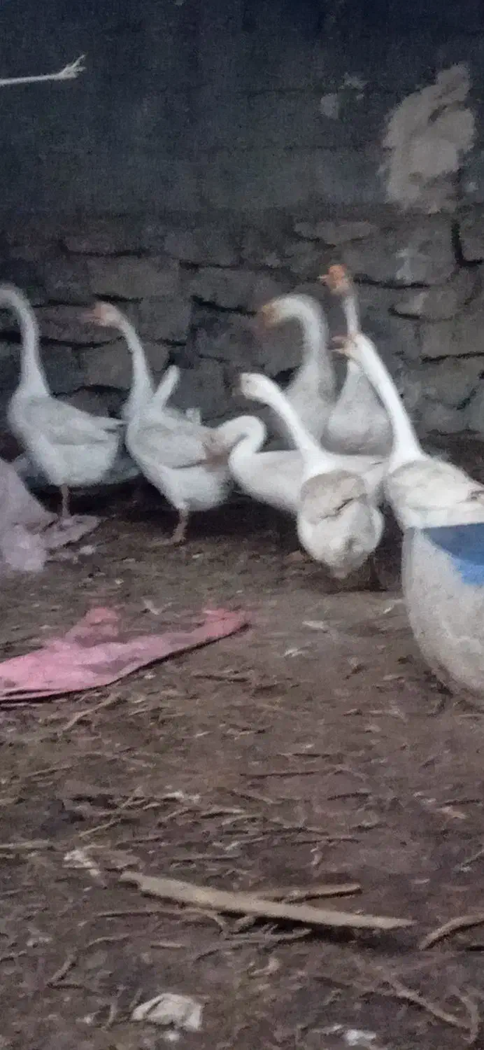 دو عدد قوغاز چینی .نر معاوضه چناران|حیوانات مزرعه|مشهد, توس (بلوار توس)|دیوار