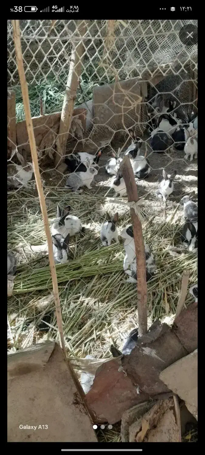 350|حیوانات مزرعه|سلماس, |دیوار