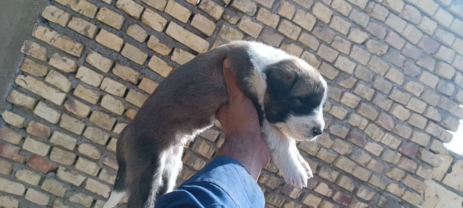 توله سرابی|سگ|زارچ, |دیوار