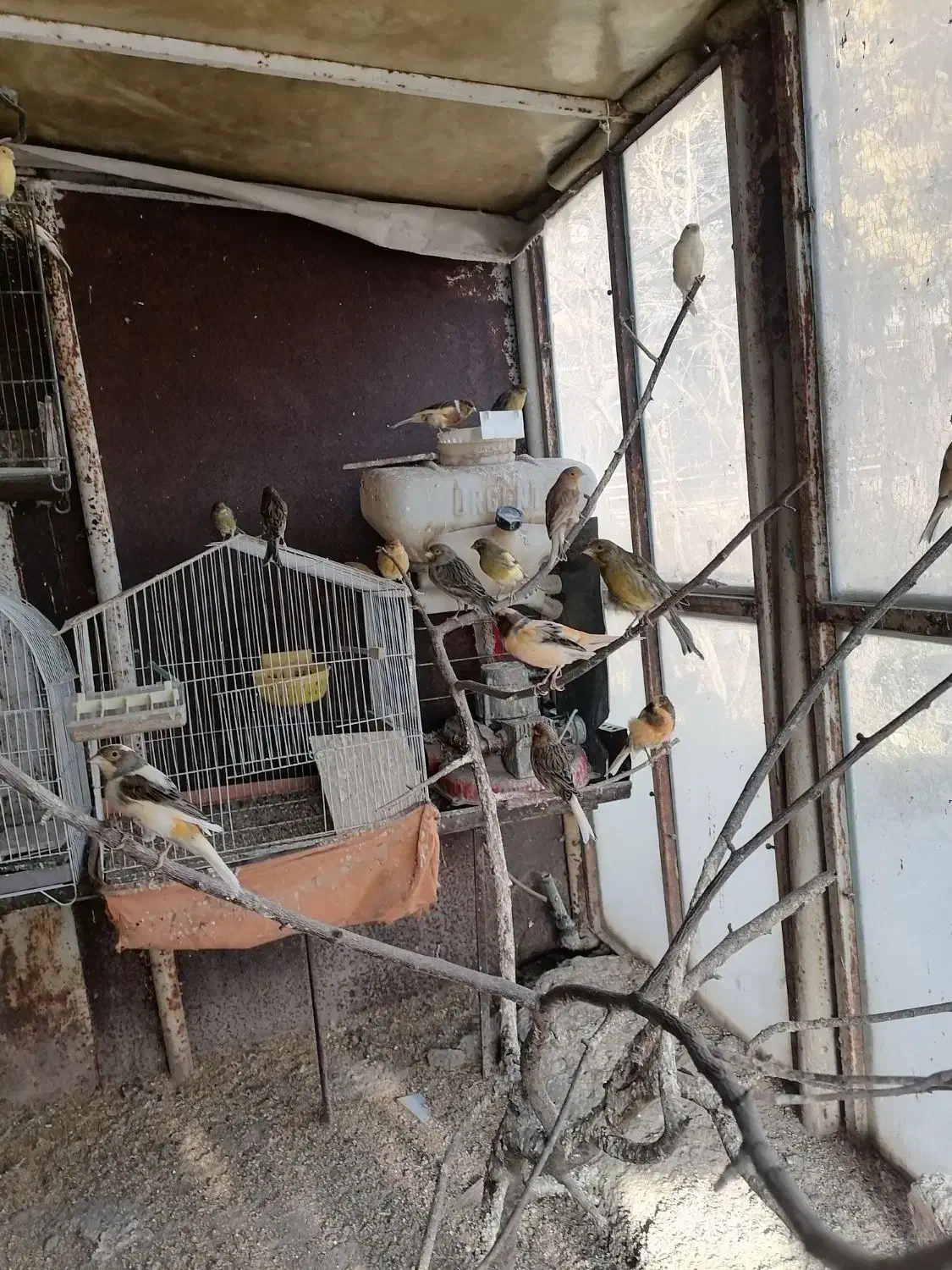 تعدادی قناری|پرنده|محمدشهر, همایون ویلا|دیوار