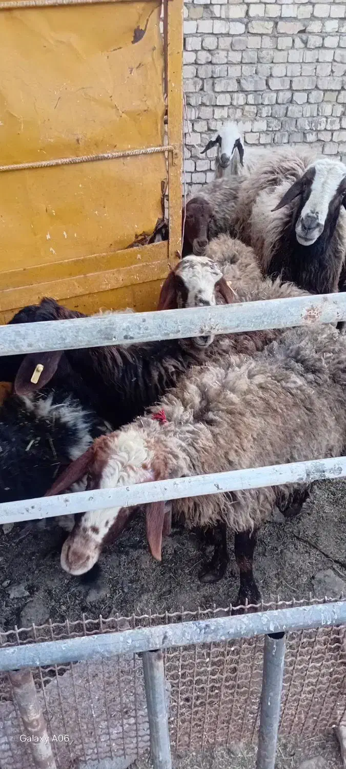 میش‌بره|حیوانات مزرعه|برخوار, |دیوار