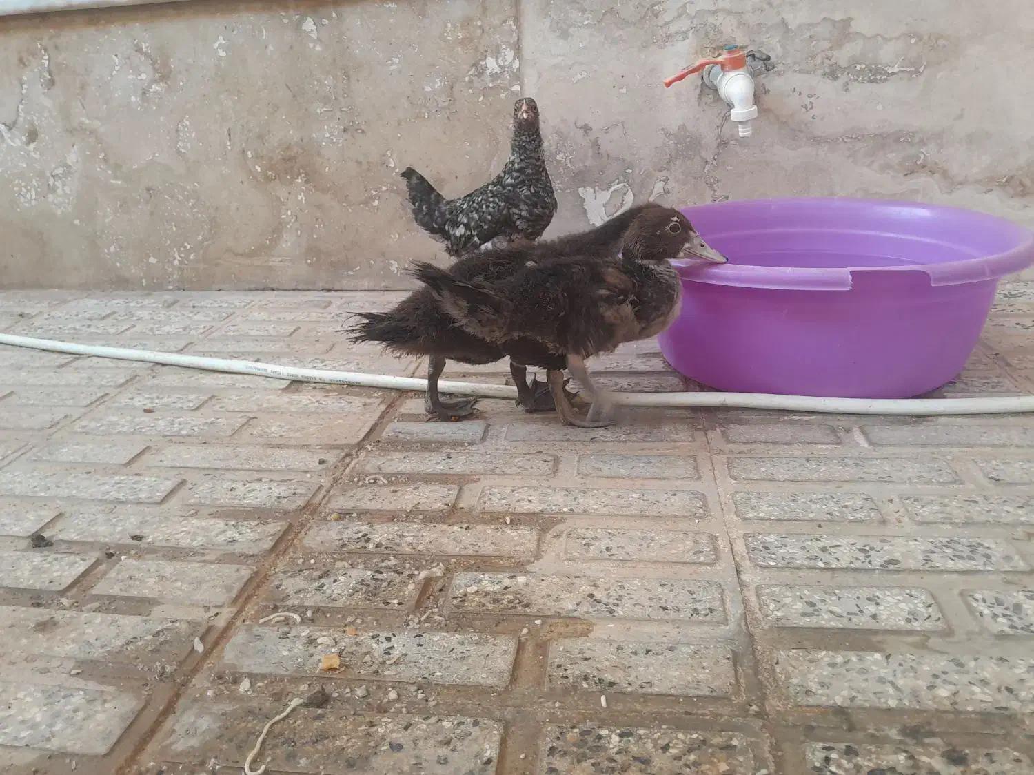 اردک استرالیایی|حیوانات مزرعه|قصرشیرین, |دیوار
