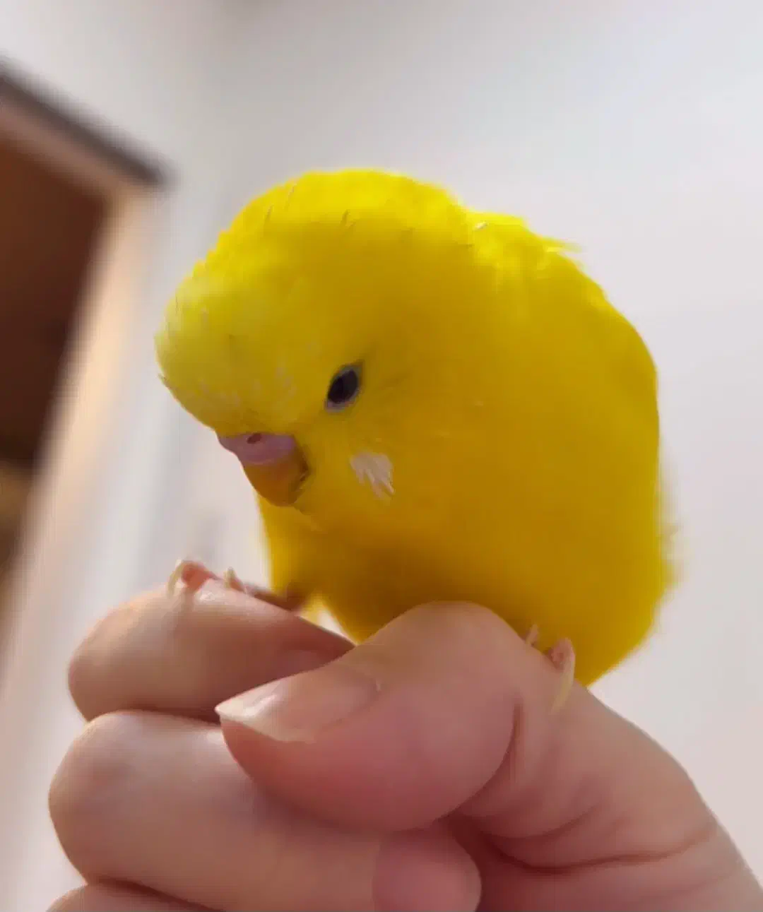 مرغ عشق چلوندنی(فول دستی )ناز|پرنده|شاهینشهر, شهرک گلدیس|دیوار