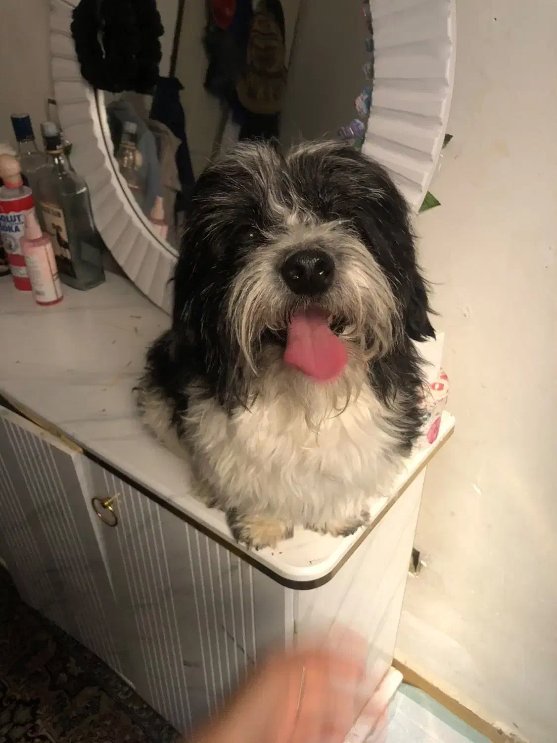 شتیزو|سگ|سیرجان, |دیوار