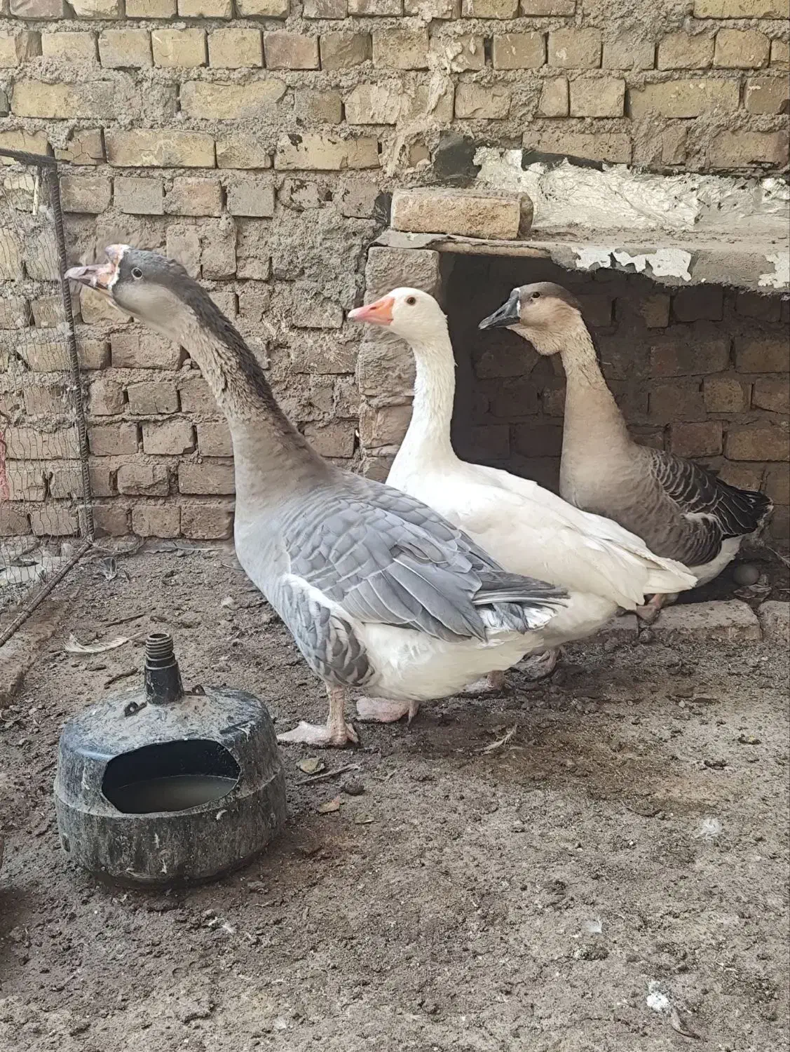 غاز سفید ماده به همراه دوتا غوغاز|حیوانات مزرعه|قزوین, |دیوار