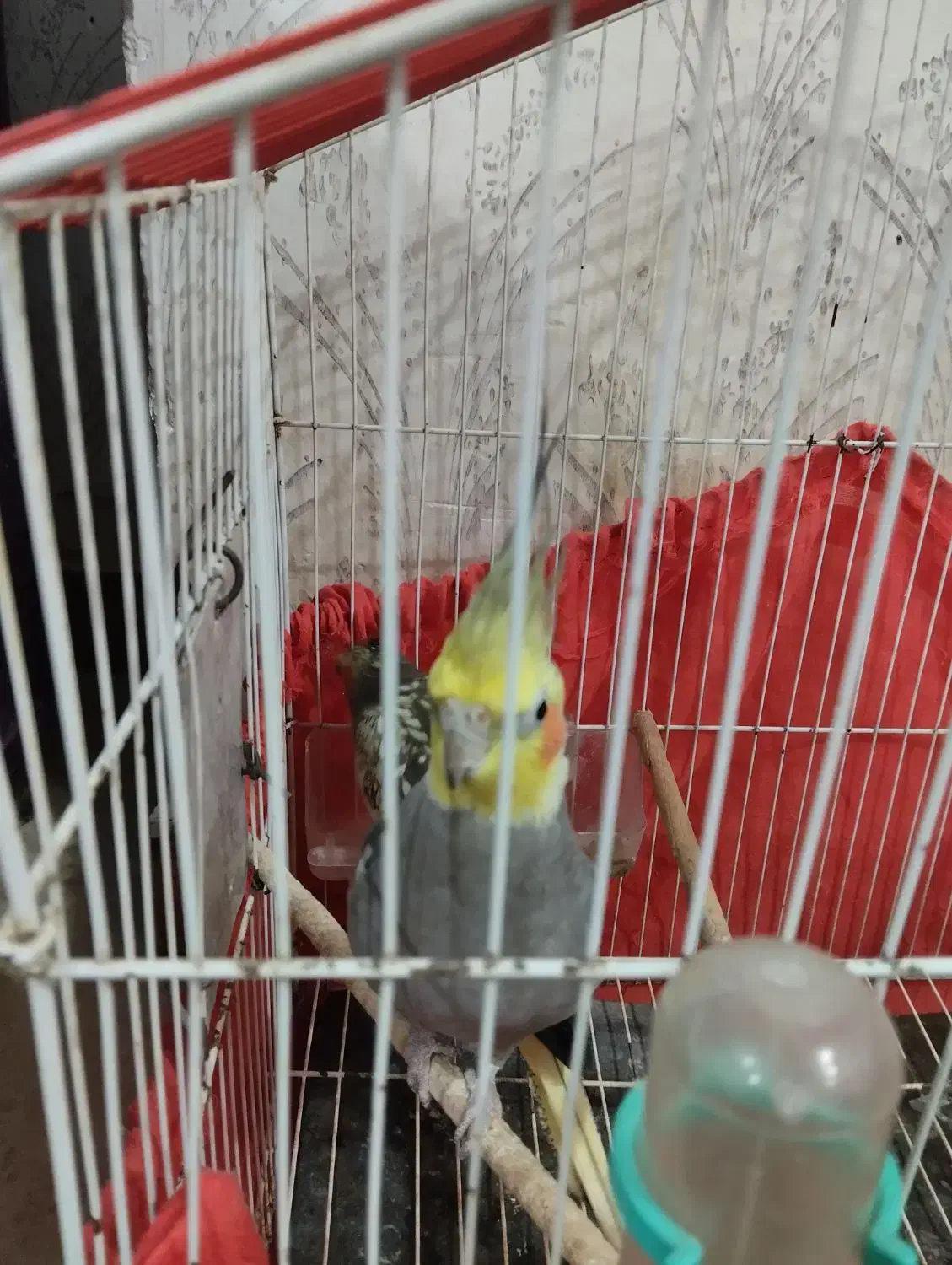 طوطی عروس نر و ماده|پرنده|رشت, آب آسیاب|دیوار