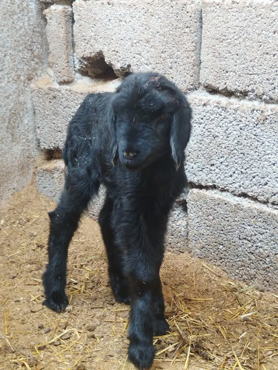 بره شیری|حیوانات مزرعه|شاهدشهر, |دیوار