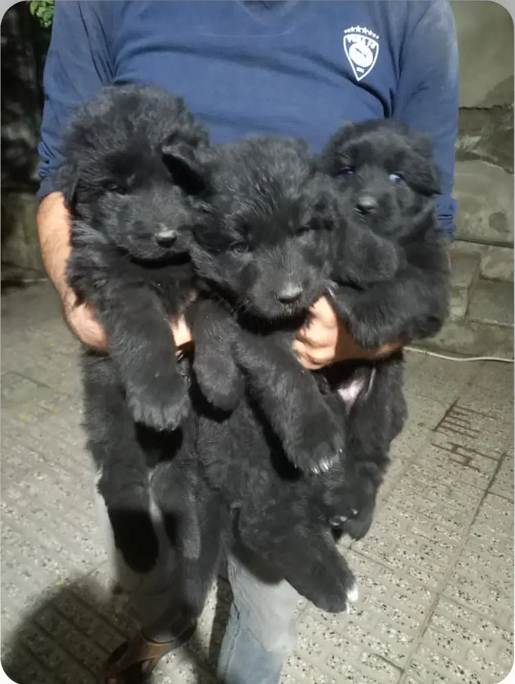 فروش حیوانات خانگی|سگ|رامیان, |دیوار