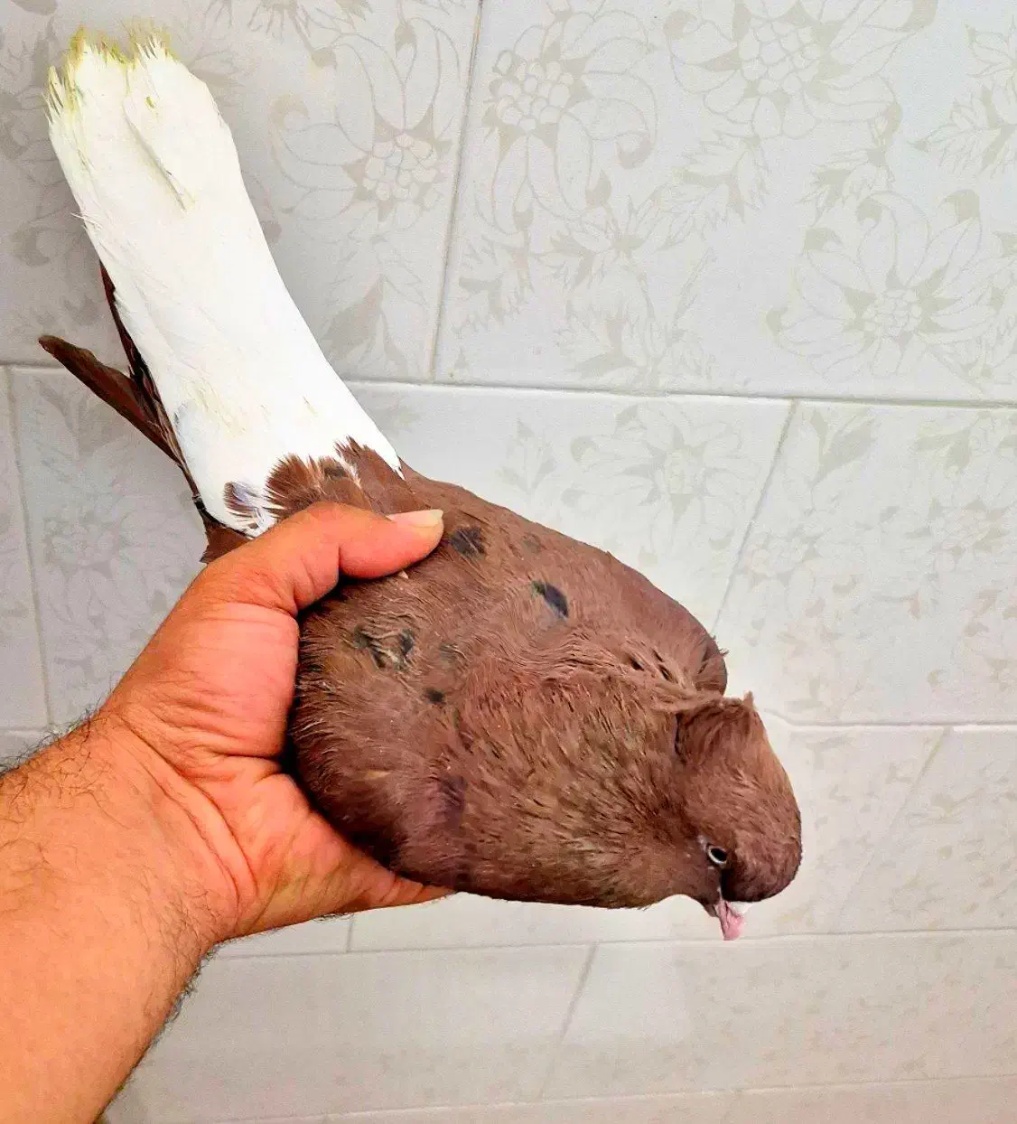 کبوتر رنگی سینه ای  کله سیاه افشون دم سفید طوقی|پرنده|اصفهان, احمدآباد|دیوار