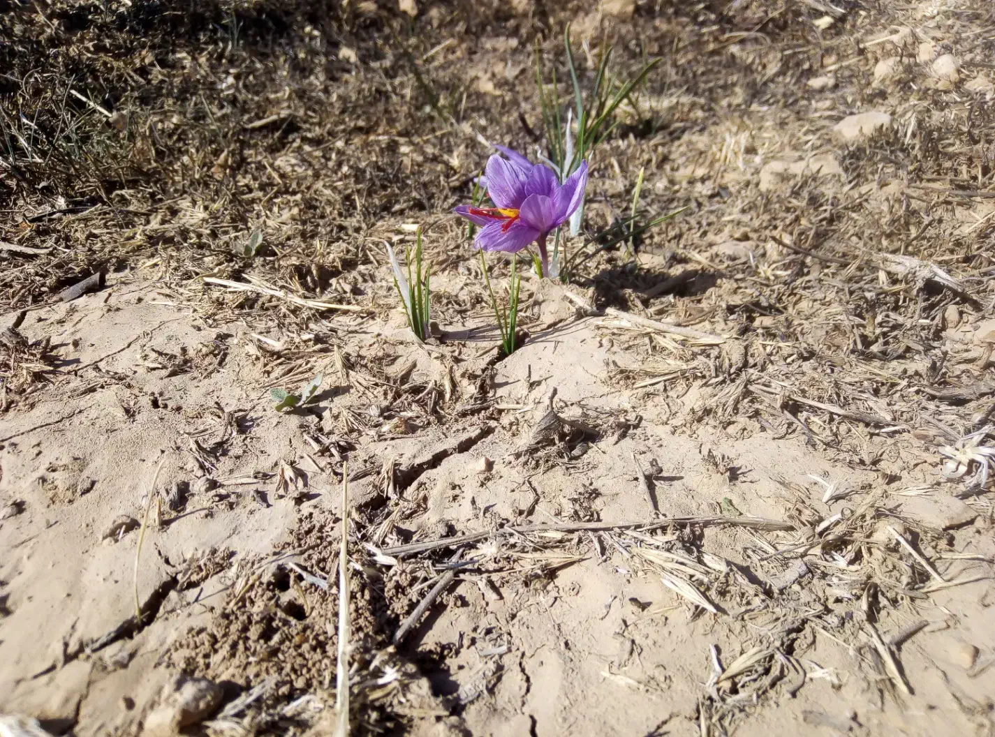 فروش یک قطعه زمین|فروش زمین و ملک کلنگی|بیضا, |دیوار