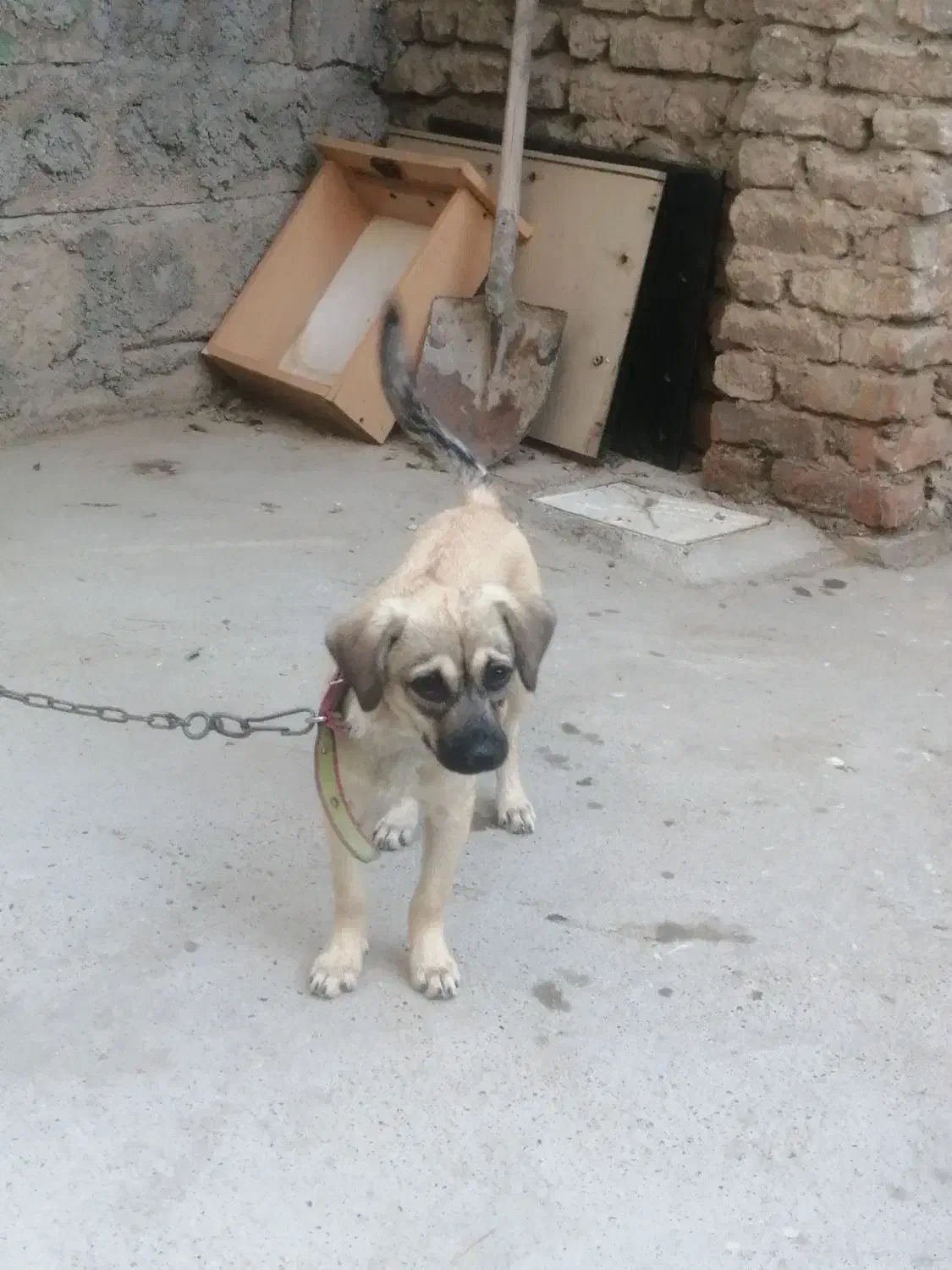 سگ اشپیدز ماده|سگ|گنبد کاووس, |دیوار