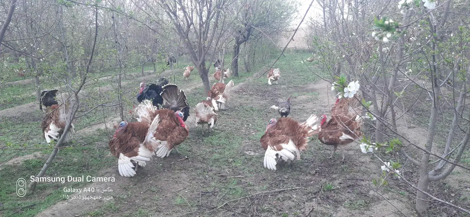 تخم و جوجه بوقلمون|حیوانات مزرعه|مشهد, امیریه|دیوار