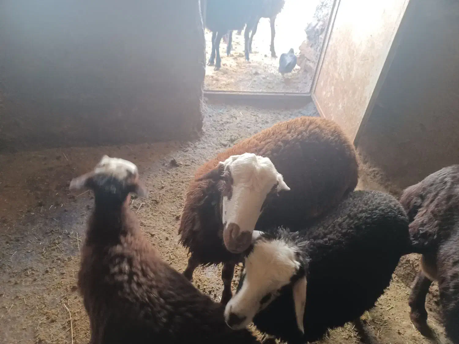 بره قوچ|حیوانات مزرعه|قره چای, |دیوار