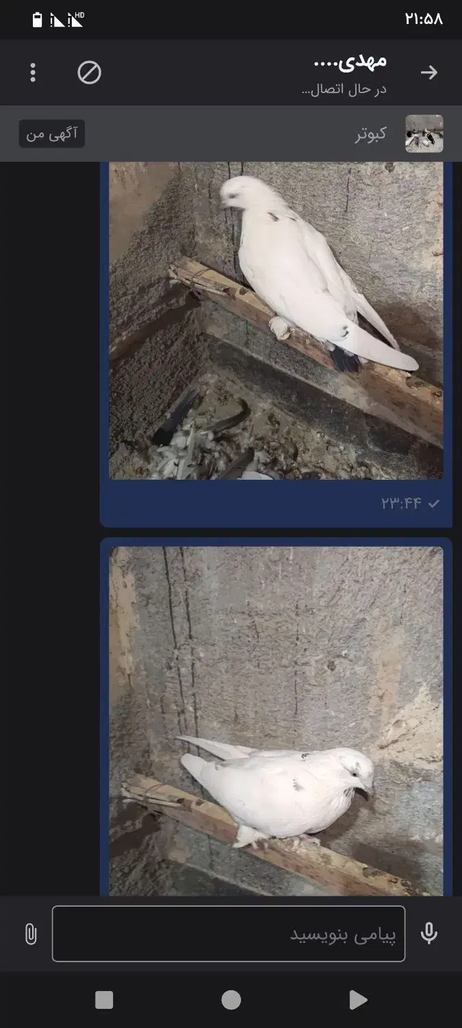 طوقی و پر|پرنده|شهرکرد, |دیوار