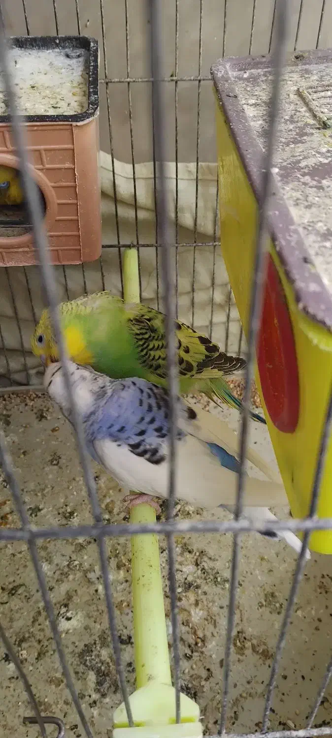 مرغ عشق (سرحال و با نشاط)|پرنده|شیراز, وزیرآباد|دیوار