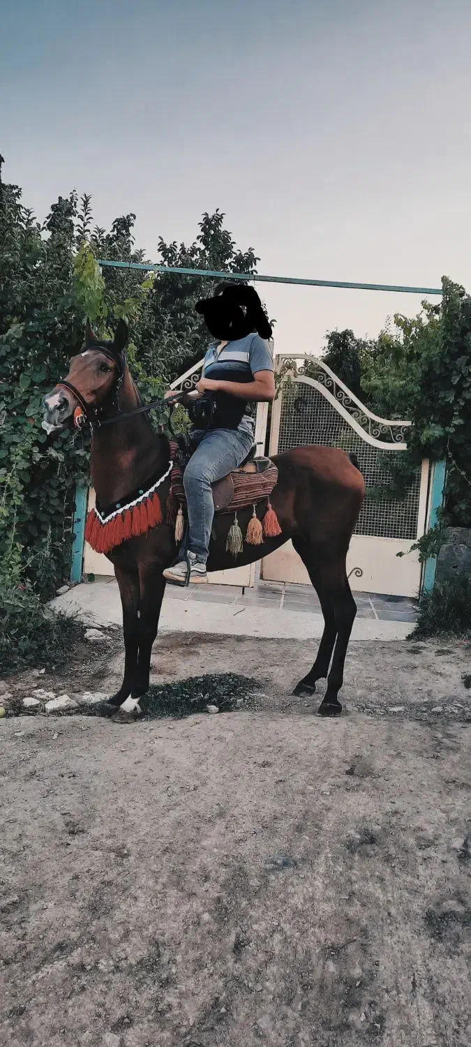 مادیان اصیل کرد|اسب و تجهیزات اسب‌سواری|سنندج, |دیوار