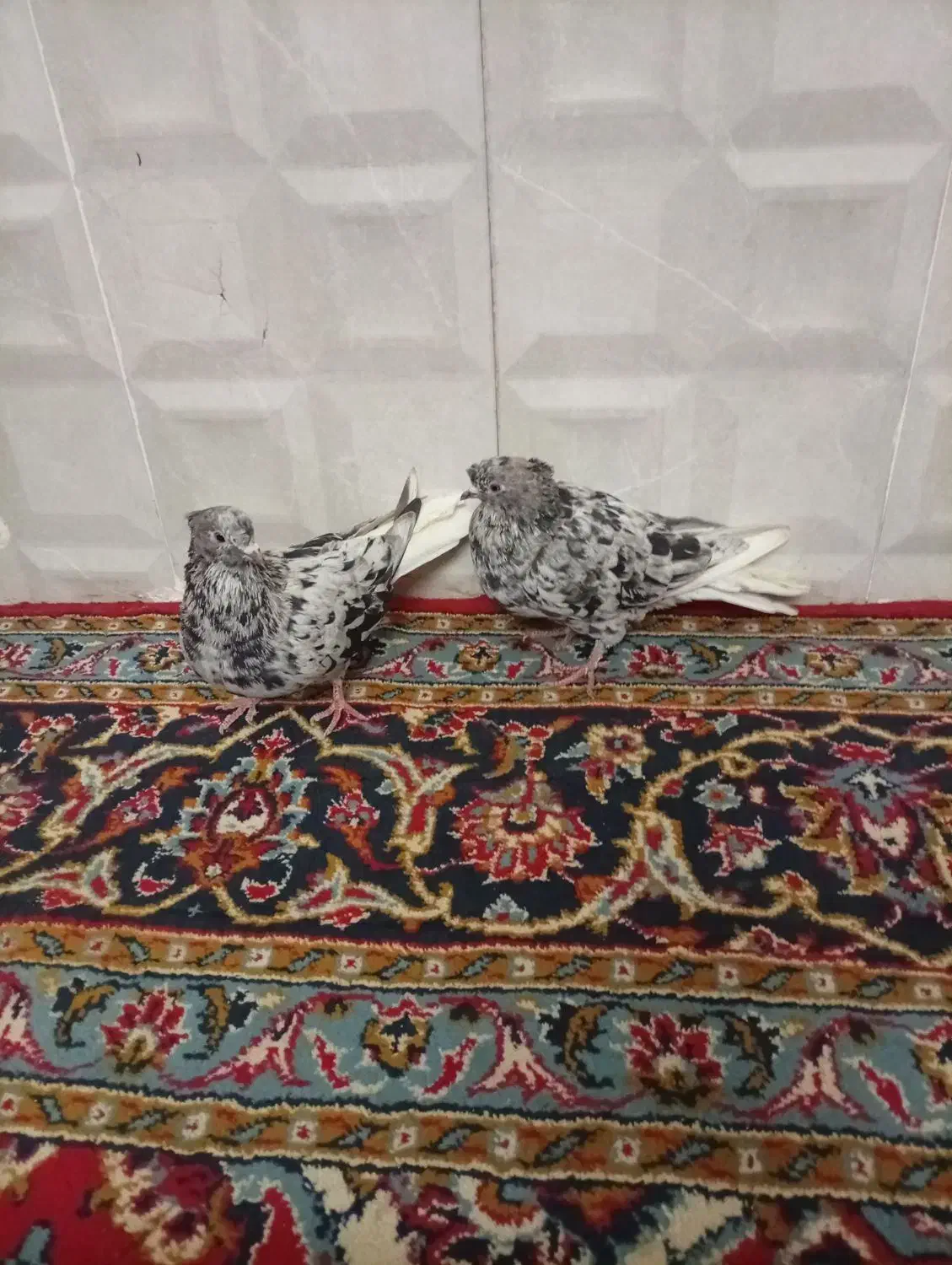 هفت رنگ دم سفید|پرنده|ملک‌آباد, |دیوار