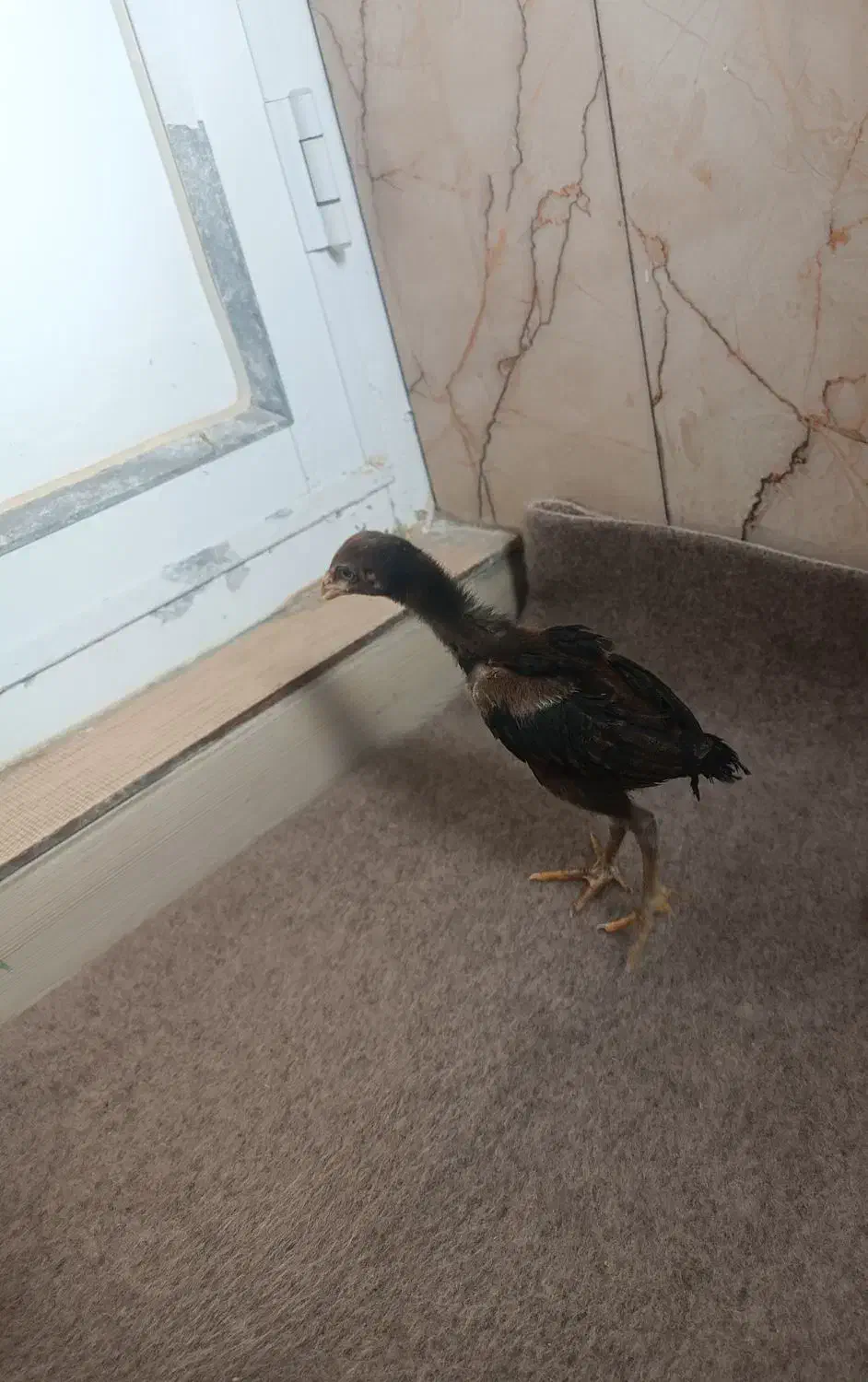 جوجه لاری|حیوانات مزرعه|قیدار, |دیوار