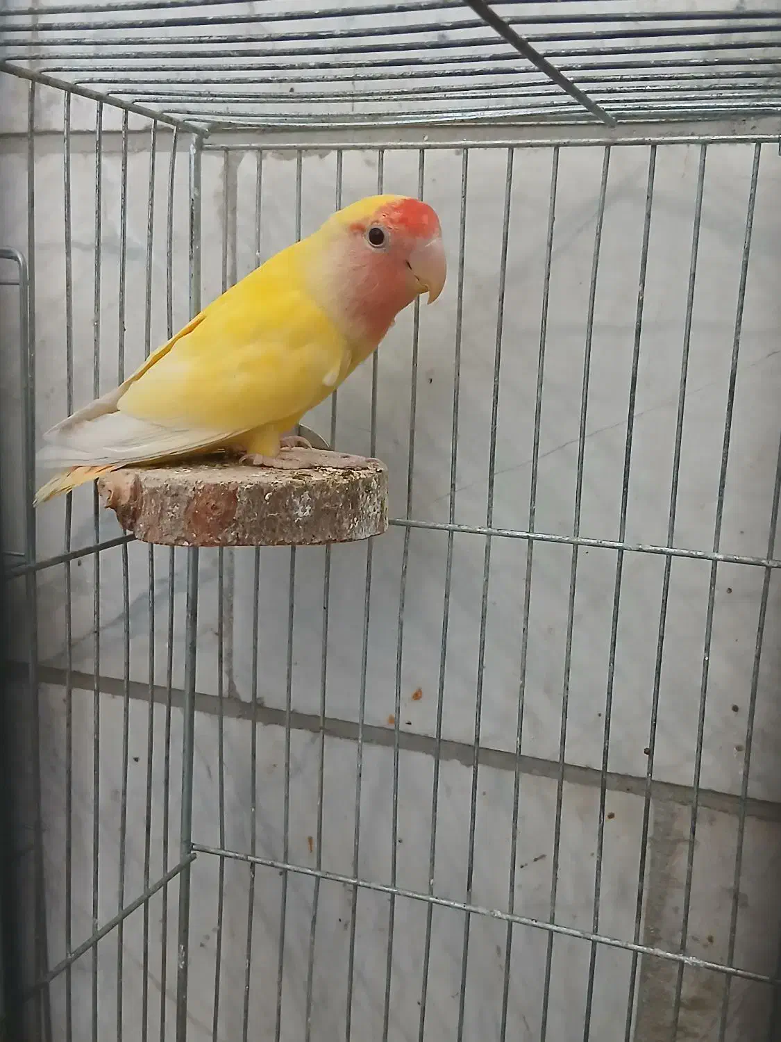 کوتوله  نر زردصورت هلویی مولد|پرنده|یزد, |دیوار