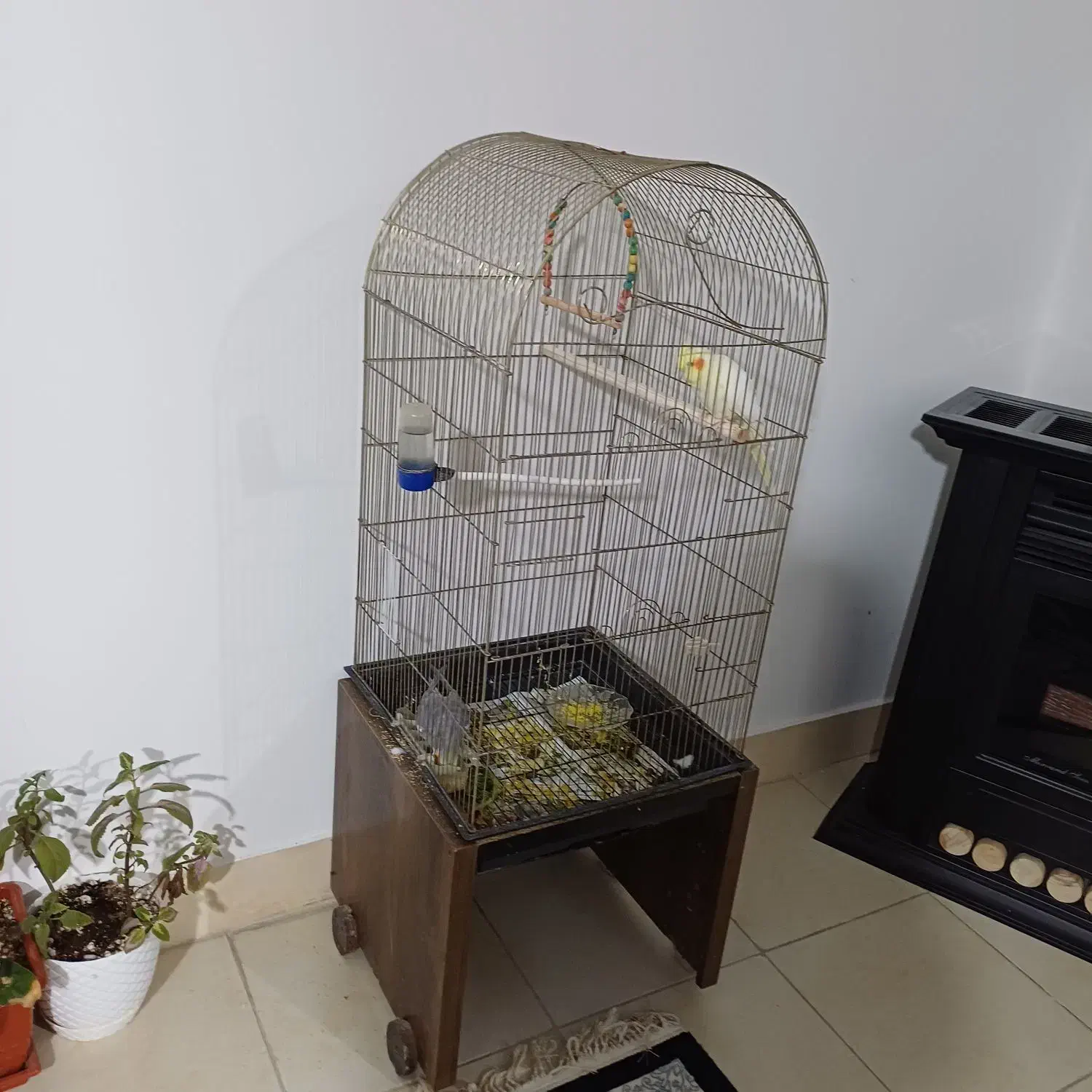 عروس هلندی|پرنده|شیروان (خراسان), |دیوار