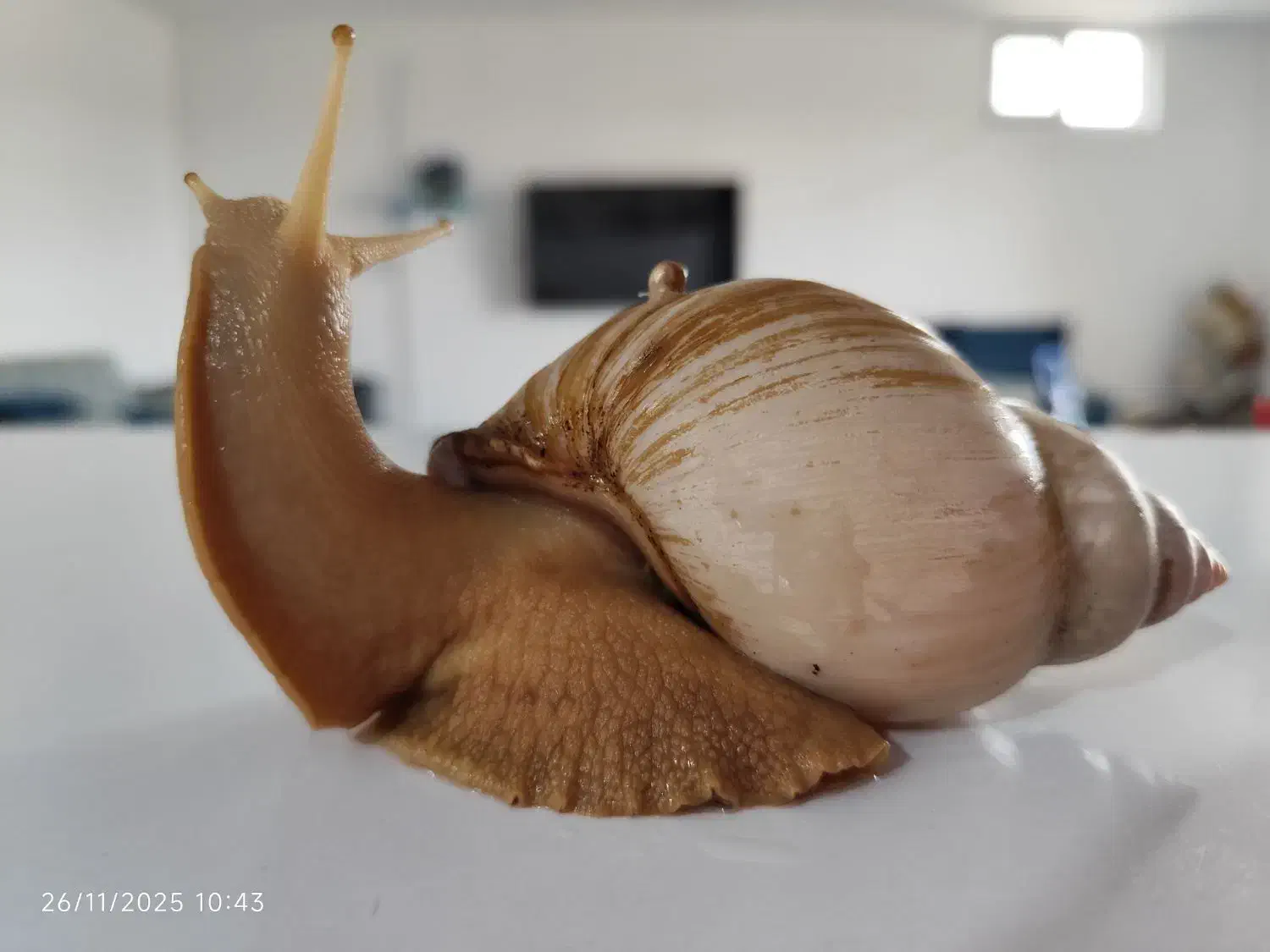 حلزون|خزنده|سنندج, |دیوار